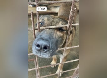 update Fotos - Notfall - Dieser liebe Schäferhundmix braucht dringend ein Zuhause