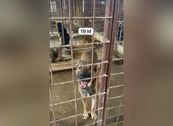 update Fotos - Notfall - Dieser liebe Schäferhundmix braucht dringend ein Zuhause