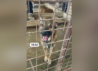 update Fotos - Notfall - Dieser liebe Schäferhundmix braucht dringend ein Zuhause