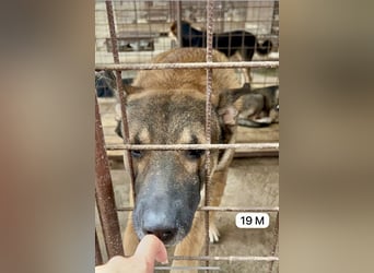 update Fotos - Notfall - Dieser liebe Schäferhundmix braucht dringend ein Zuhause