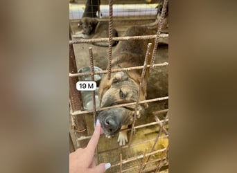 update Fotos - Notfall - Dieser liebe Schäferhundmix braucht dringend ein Zuhause