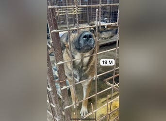 update Fotos - Notfall - Dieser liebe Schäferhundmix braucht dringend ein Zuhause