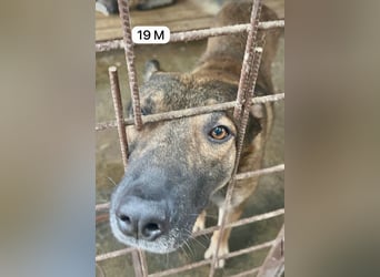 update Fotos - Notfall - Dieser liebe Schäferhundmix braucht dringend ein Zuhause