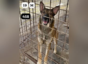 update Fotos - Notfall - Dieser liebe Schäferhundmix braucht dringend ein Zuhause