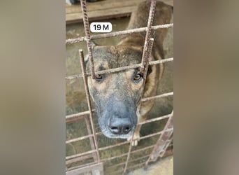 update Fotos - Notfall - Dieser liebe Schäferhundmix braucht dringend ein Zuhause