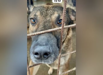 update Fotos - Notfall - Dieser liebe Schäferhundmix braucht dringend ein Zuhause
