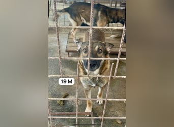 update Fotos - Notfall - Dieser liebe Schäferhundmix braucht dringend ein Zuhause