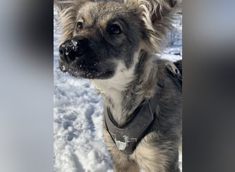 Schüchterne Suki sucht ihre Menschen