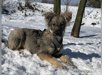 Schüchterne Suki sucht ihre Menschen