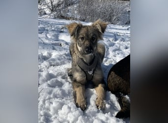 Schüchterne Suki sucht ihre Menschen