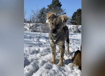 Schüchterne Suki sucht ihre Menschen