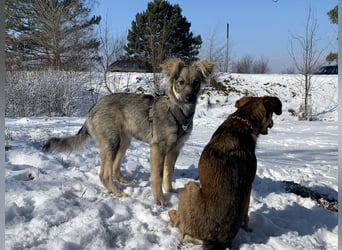 Schüchterne Suki sucht ihre Menschen