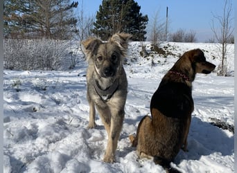 Schüchterne Suki sucht ihre Menschen
