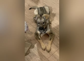 Schüchterne Suki sucht ihre Menschen