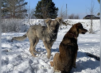 Schüchterne Suki sucht ihre Menschen