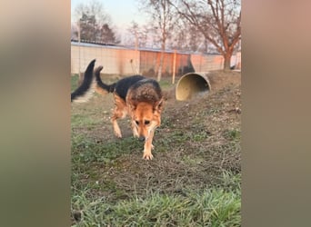 Komlo , sanftmütig und zauberzart.  Wer hat ein schönes Plätzchen?