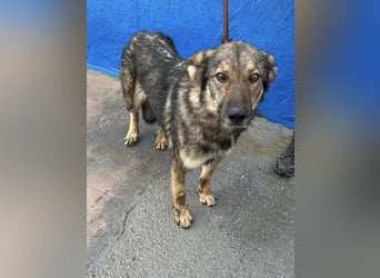 Yuma, freundlich und sozialverträglich