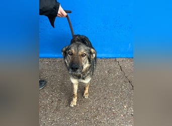 Yuma, freundlich und sozialverträglich