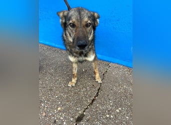 Yuma, freundlich und sozialverträglich