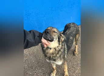 Yuma, freundlich und sozialverträglich