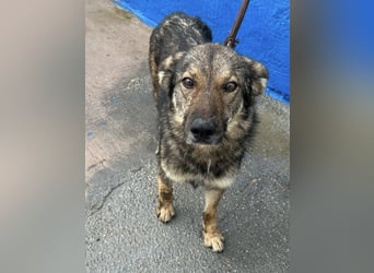 Yuma, freundlich und sozialverträglich