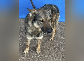 Yuma, freundlich und sozialverträglich