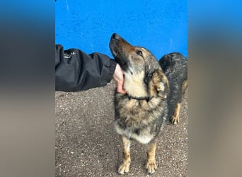 Yuma, freundlich und sozialverträglich