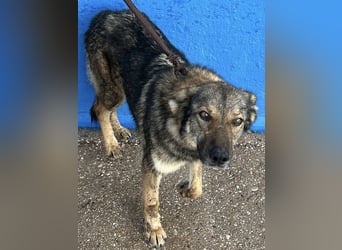 Yuma, freundlich und sozialverträglich