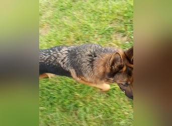 Marvel sucht ihren Menschen