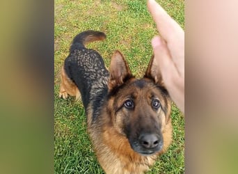 Marvel sucht ihren Menschen