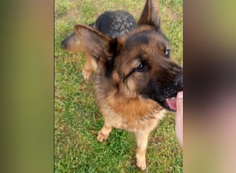 Marvel sucht ihren Menschen