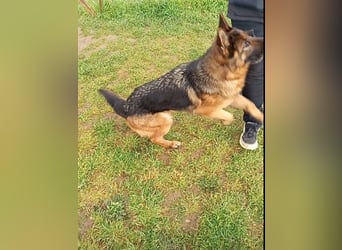 Marvel sucht ihren Menschen