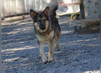 Wunderschöner Rüde Lupo (mit Handycap) sucht seine ganz besonderen Menschen für immer