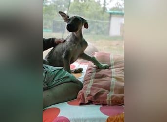 Wunderschöner Rüde Lupo (mit Handycap) sucht seine ganz besonderen Menschen für immer