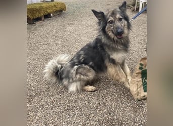 Wunderschöner Rüde Lupo (mit Handycap) sucht seine ganz besonderen Menschen für immer