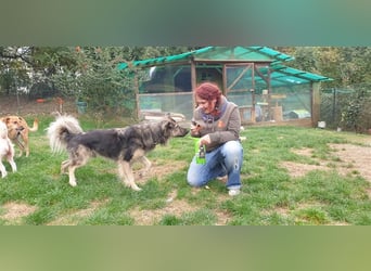 Wunderschöner Rüde Lupo (mit Handycap) sucht seine ganz besonderen Menschen für immer