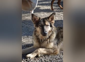 Wunderschöner Rüde Lupo (mit Handycap) sucht seine ganz besonderen Menschen für immer