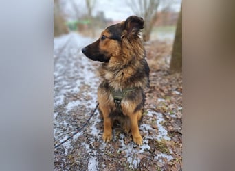 liebe Altdeutsche Scxhäferhund Mix Junghündin "Mascha"