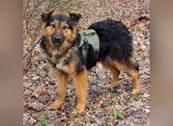 liebe Altdeutsche Scxhäferhund Mix Junghündin "Mascha"