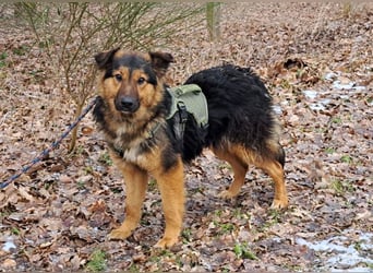 liebe Altdeutsche Scxhäferhund Mix Junghündin "Mascha"