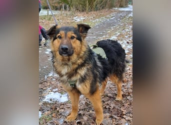 liebe Altdeutsche Scxhäferhund Mix Junghündin "Mascha"