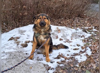 liebe Altdeutsche Scxhäferhund Mix Junghündin "Mascha"