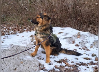 liebe Altdeutsche Scxhäferhund Mix Junghündin "Mascha"