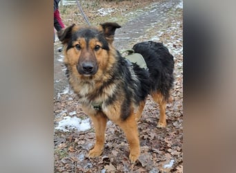 liebe Altdeutsche Scxhäferhund Mix Junghündin "Mascha"