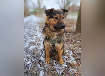 liebe Altdeutsche Scxhäferhund Mix Junghündin "Mascha"