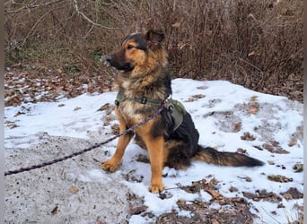 liebe Altdeutsche Scxhäferhund Mix Junghündin "Mascha"