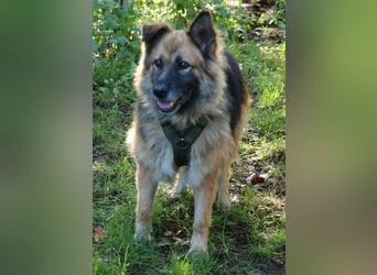 Olivia 54cm geb. 03/2018  wartet in 29690 Schwarmstedt