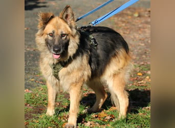 Olivia 54cm geb. 03/2018  wartet in 29690 Schwarmstedt