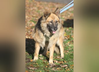 Olivia 54cm geb. 03/2018  wartet in 29690 Schwarmstedt