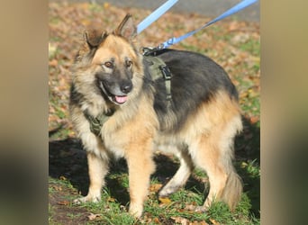 Olivia 54cm geb. 03/2018  wartet in 29690 Schwarmstedt